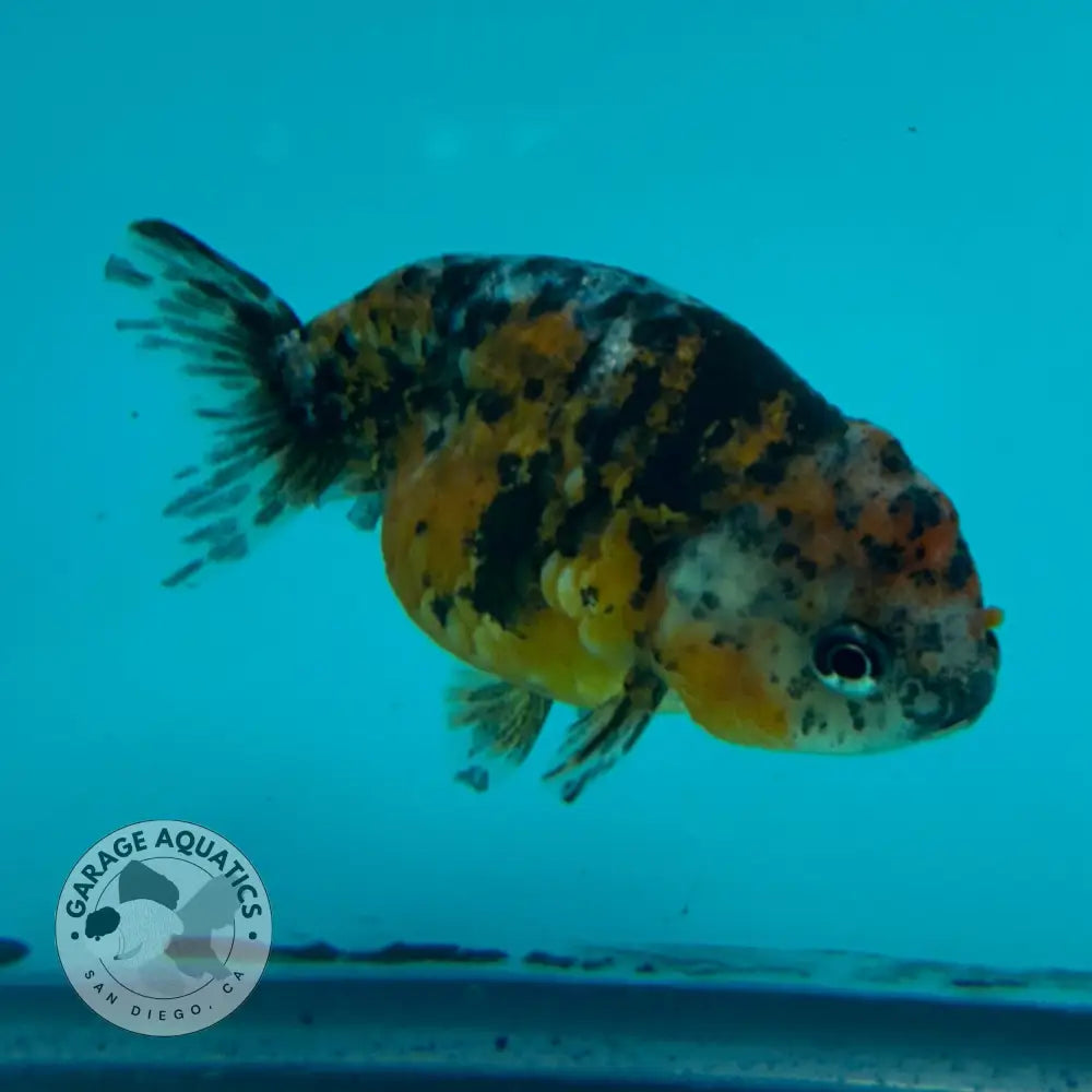 Live Premium Fancy Goldfish Thai Ranchu Calico 2.5’’ Male Body (DON-003) - Calico - GOLDFISH