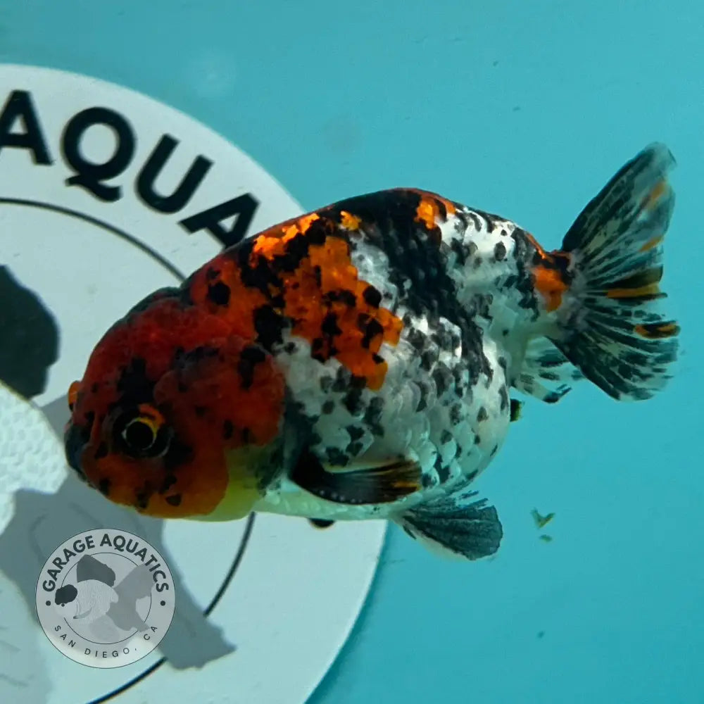 Live Premium Fancy Goldfish Thai Ranchu Red Tiger Calico 3’’ Male Body (DON-005) - Red Tiger Calico - GOLDFISH