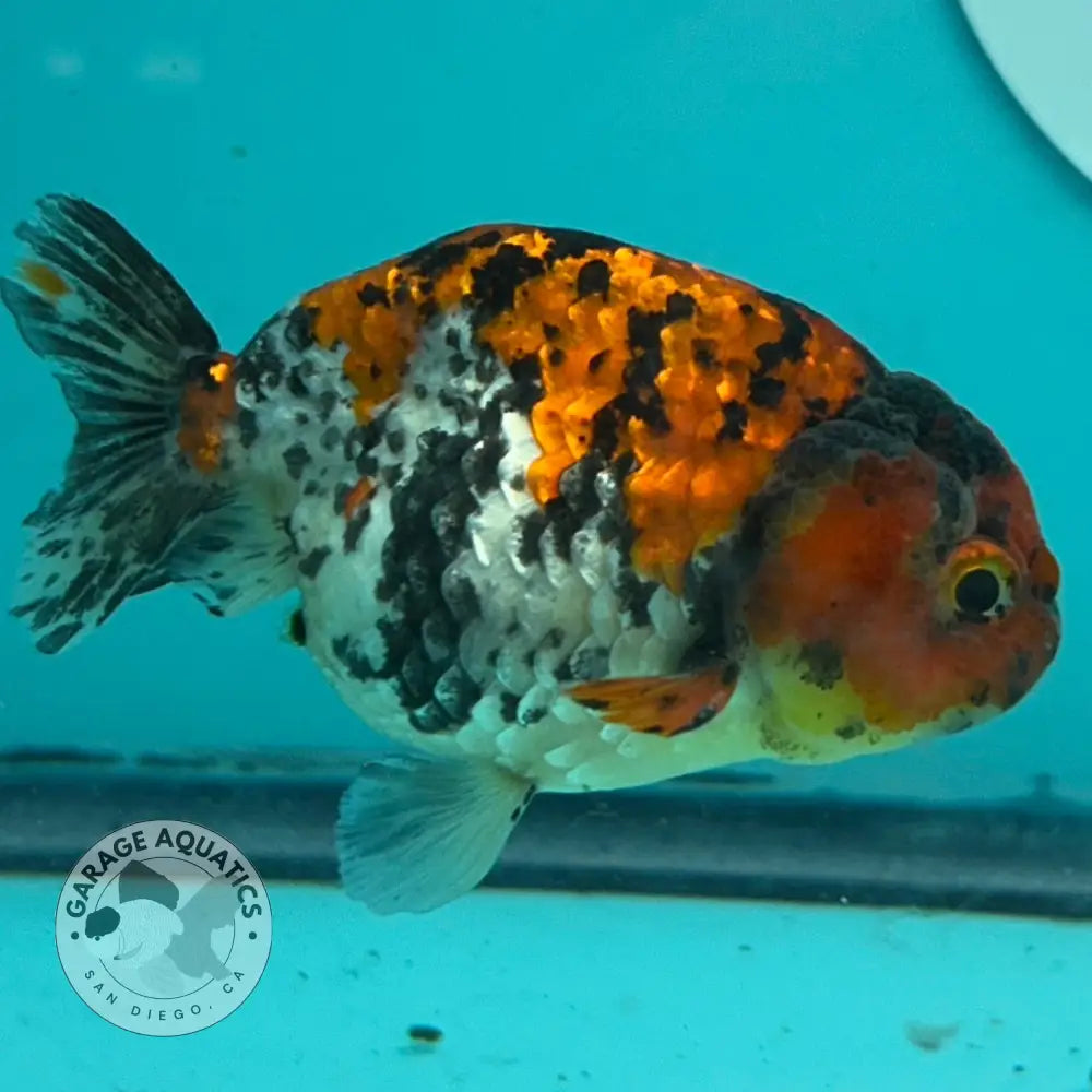 Live Premium Fancy Goldfish Thai Ranchu Red Tiger Calico 3’’ Male Body (DON-005) - Red Tiger Calico - GOLDFISH