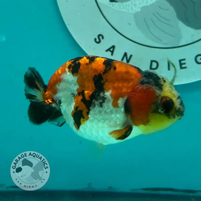 Live Premium Fancy Goldfish Thai Short Tail Lionchu Red Tiger Calico 3’’ Male Body (DON-007) - Red Tiger Calico