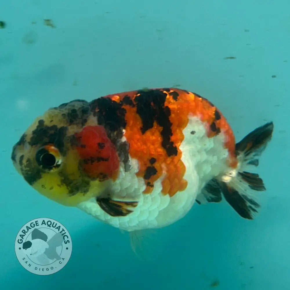 A small live fish with orange, black, and white mottled coloring swimming in a clear tank with turquoise water. A circular sticker is visible in the top right corner.