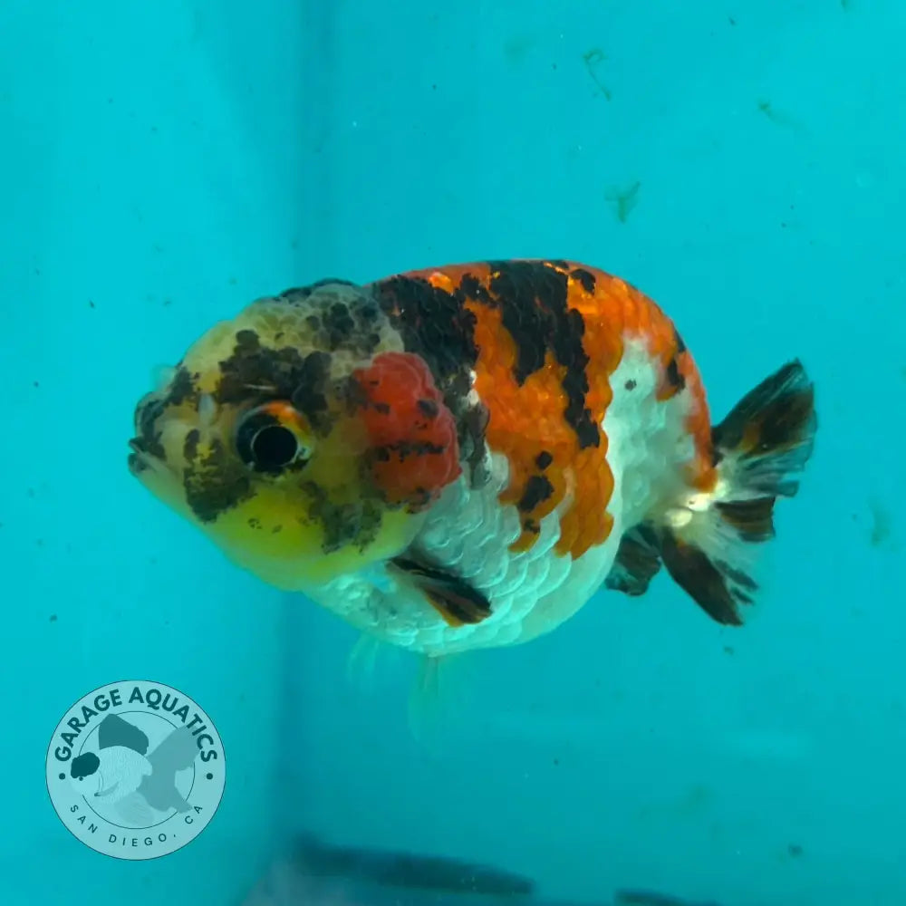 Live Premium Fancy Goldfish Thai Short Tail Lionchu Red Tiger Calico 3’’ Male Body (DON-007) - Red Tiger Calico