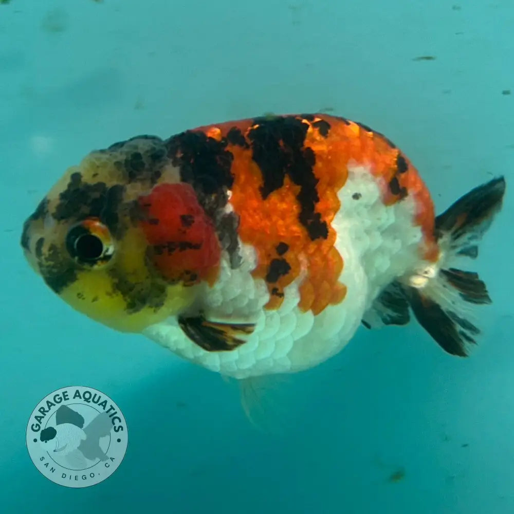 Live Premium Fancy Goldfish Thai Short Tail Lionchu Red Tiger Calico 3’’ Male Body (DON-007) - Red Tiger Calico