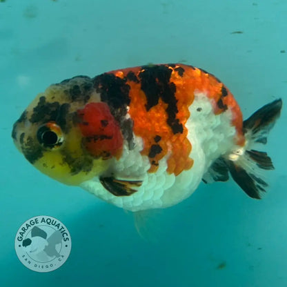 Live Premium Fancy Goldfish Thai Short Tail Lionchu Red Tiger Calico 3’’ Male Body (DON-007) - Red Tiger Calico