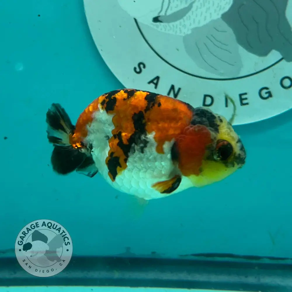 A small orange, white, and black koi fish swimming in a turquoise water tank, with a circular 'Garage Aquatics San Diego' sticker visible on the back wall.