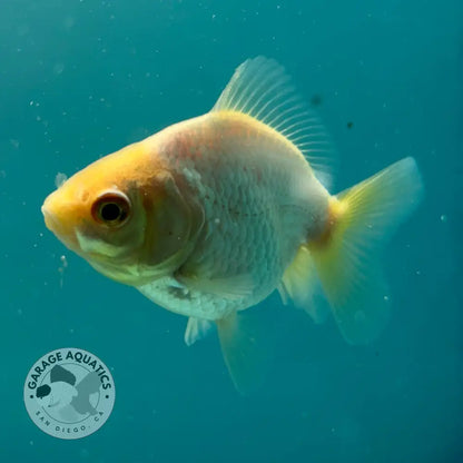 Live Premium Fancy Goldfish Thai Yuanbao Oranda White 2’’ Male Body (SAK-010) - GOLDFISH