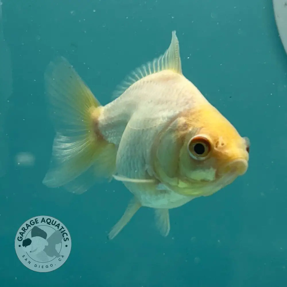 Live Premium Fancy Goldfish Thai Yuanbao Oranda White 2’’ Male Body (SAK-010) - GOLDFISH