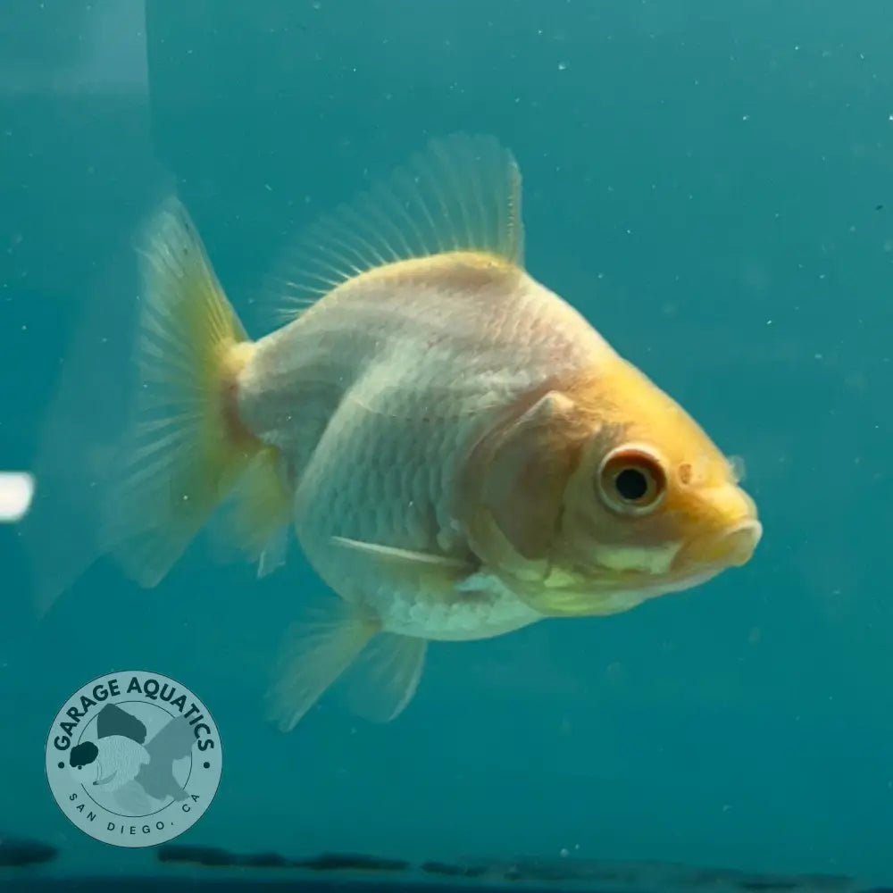 Live Premium Fancy Goldfish Thai Yuanbao Oranda White 2’’ Male Body (SAK-010) - GOLDFISH