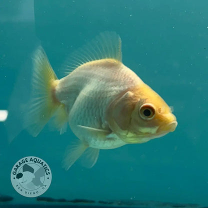 Live Premium Fancy Goldfish Thai Yuanbao Oranda White 2’’ Male Body (SAK-010) - GOLDFISH