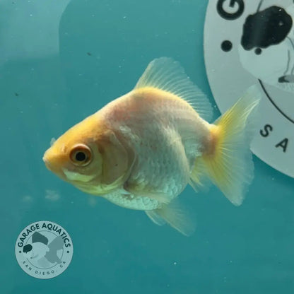 Live Premium Fancy Goldfish Thai Yuanbao Oranda White 2’’ Male Body (SAK-010) - GOLDFISH