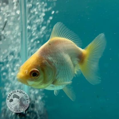 Live Premium Fancy Goldfish Thai Yuanbao Oranda White 2’’ Male Body (SAK-010) - GOLDFISH