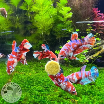 Mixed Koi Red Female Betta Sorority Pack BETTA