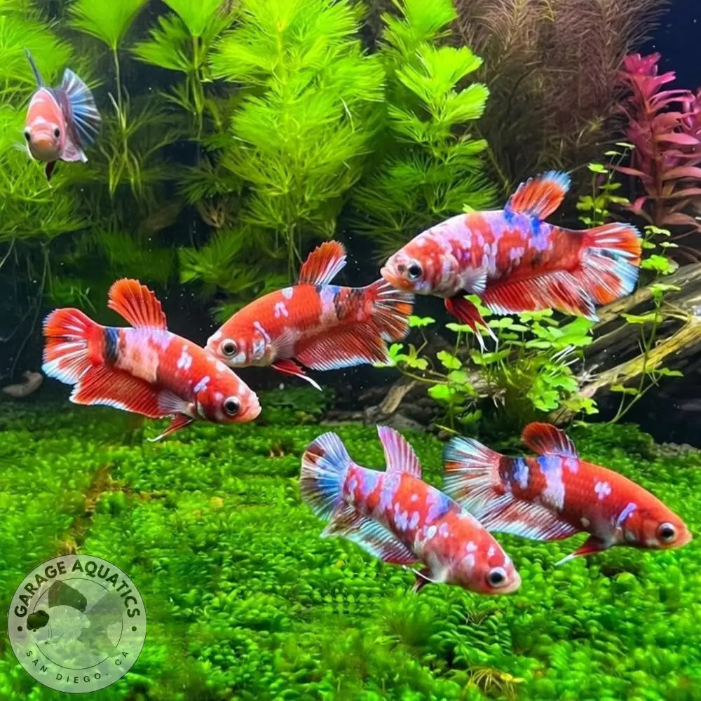 Mixed Koi Red Female Betta Sorority Pack BETTA
