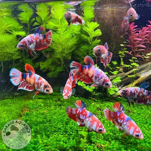 Mixed Koi Red Female Betta Sorority Pack