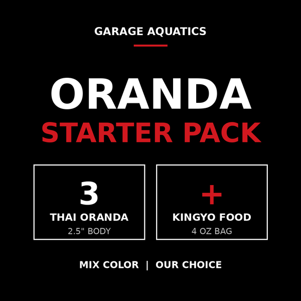 Mix Color Thai Oranda Goldfish Starter Pack, 3 Fish 2.5" Body + Kingyo Food (Our Choice)