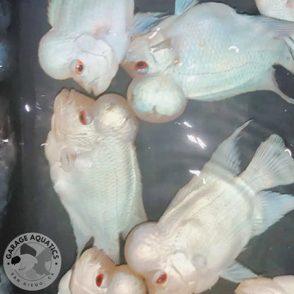 PREMIUM Thai Silk Flowerhorn MALE (Our Choice) FLOWERHORN