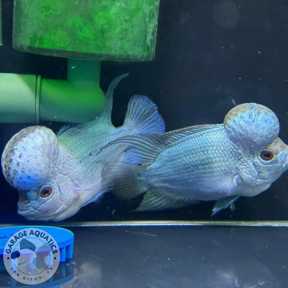 PREMIUM Thai Silk Flowerhorn MALE (Our Choice) FLOWERHORN