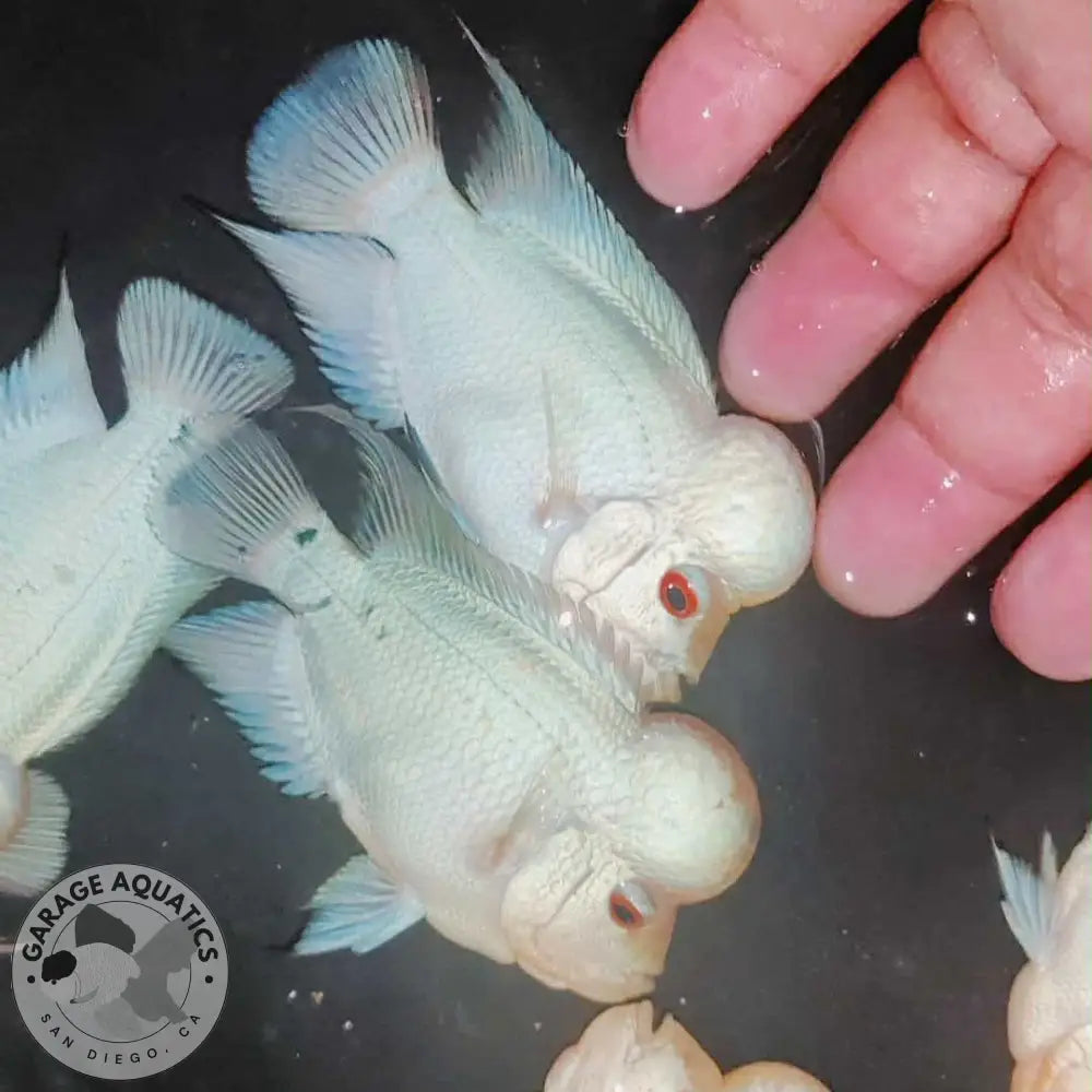 PREMIUM Thai Silk Flowerhorn MALE (Our Choice) FLOWERHORN