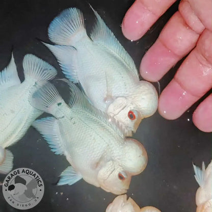 PREMIUM Thai Silk Flowerhorn MALE (Our Choice) FLOWERHORN