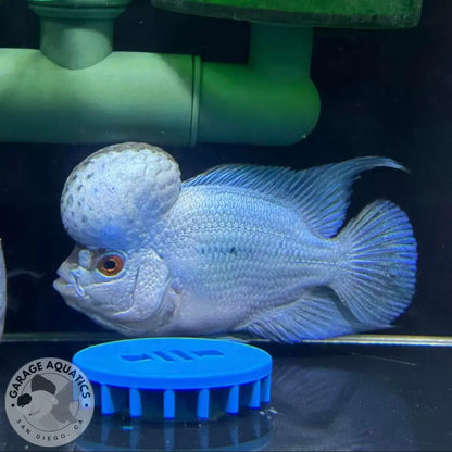 PREMIUM Thai Silk Flowerhorn MALE (Our Choice) FLOWERHORN