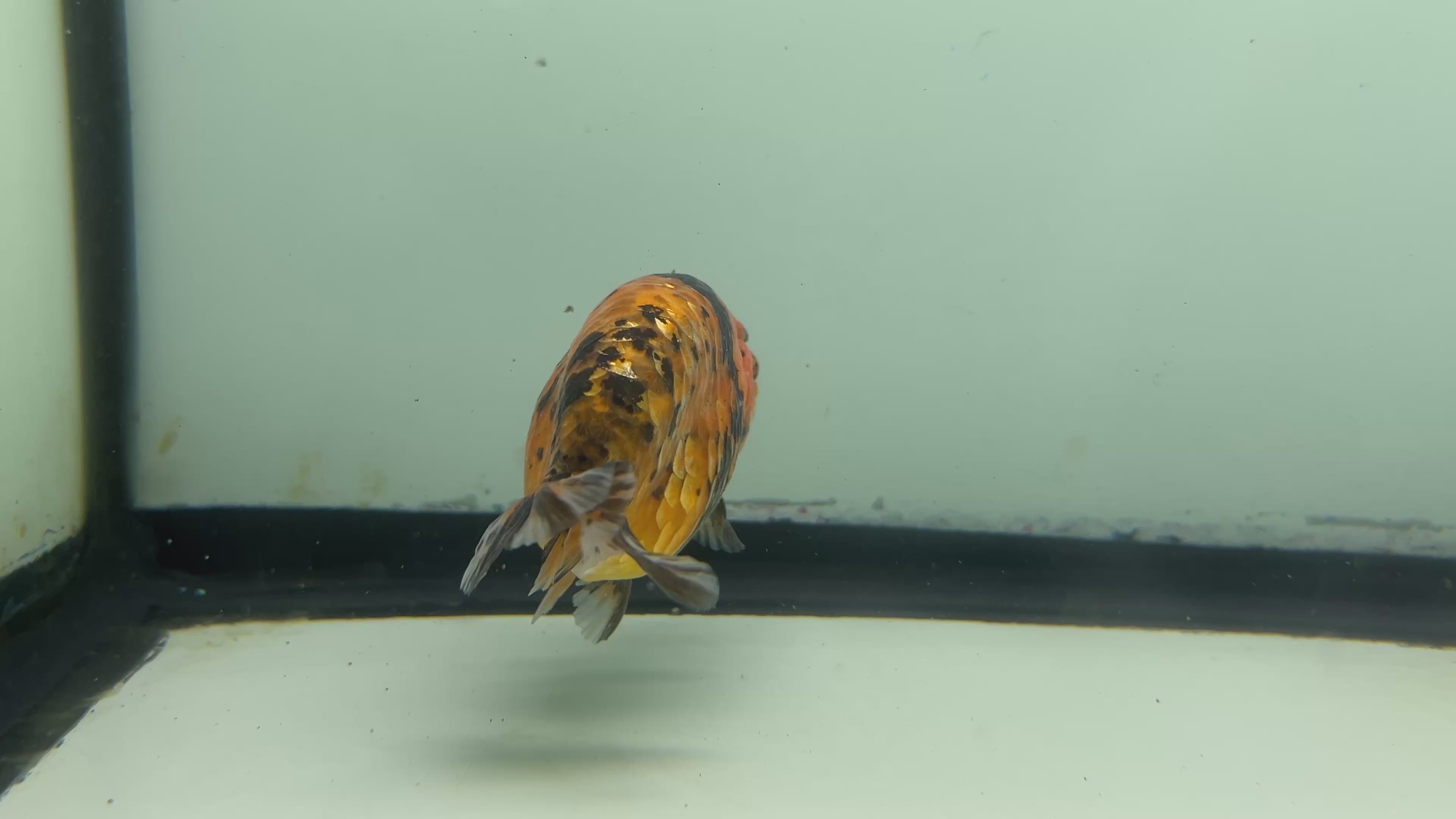 Live Fancy Goldfish Thai Ranchu Tiger Calico 3” Body Male 6 Months (JC-034)