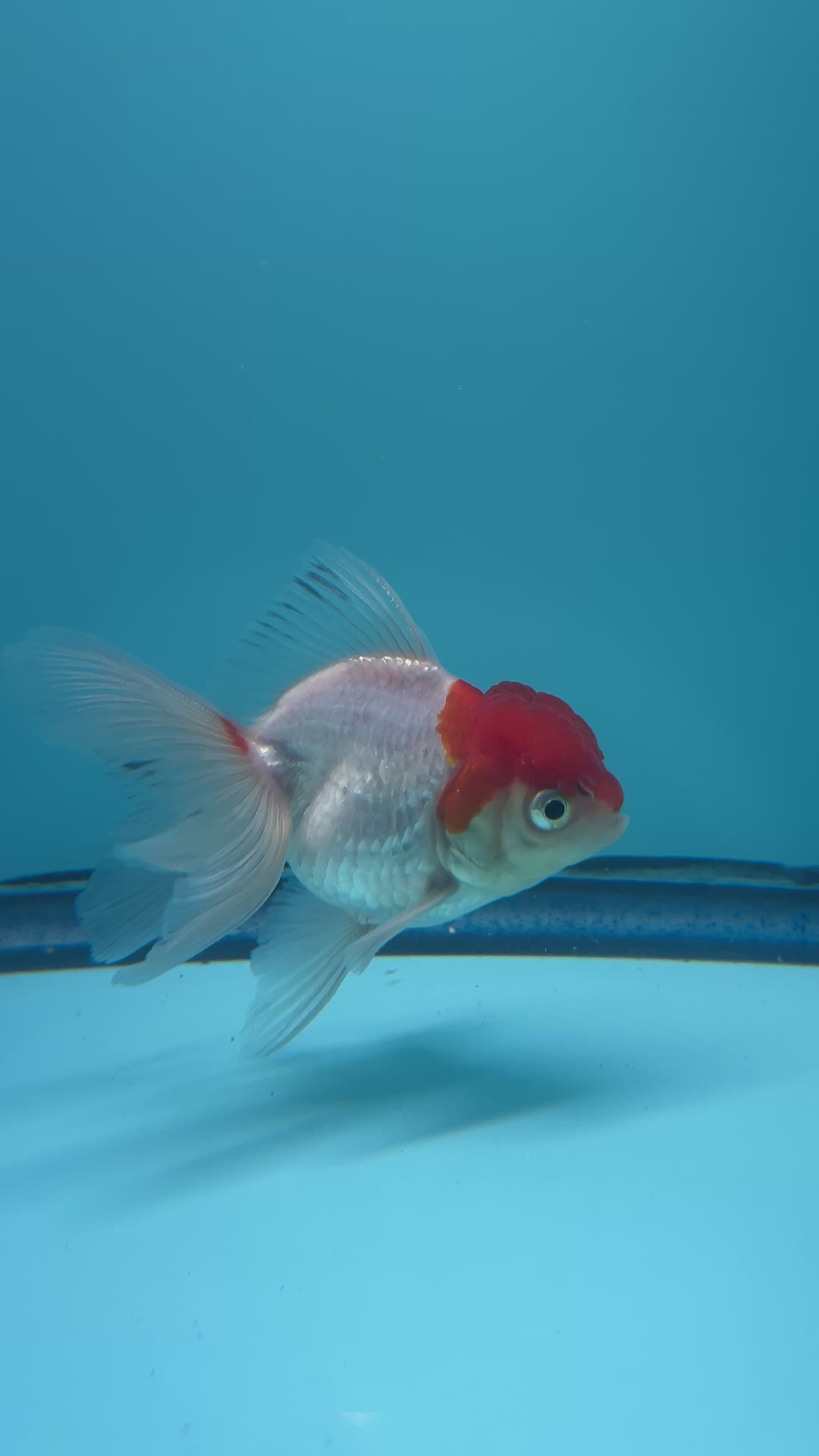 Live Premium Fancy Goldfish Thai Oranda Red Cap 2” body (JC-062)