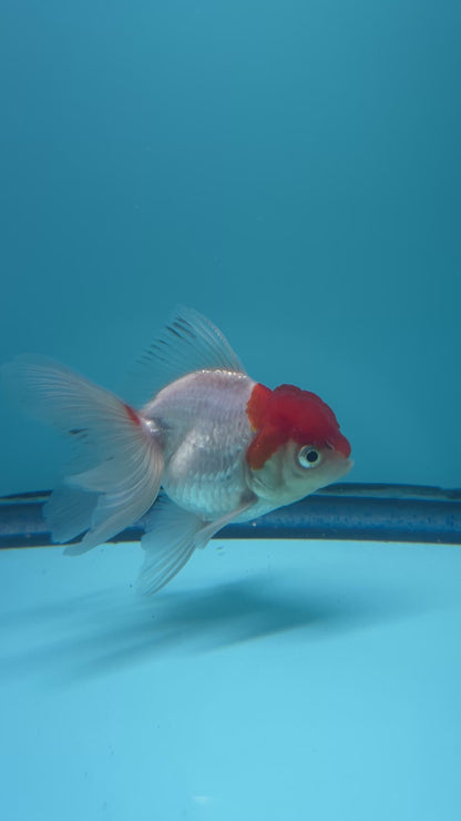 Live Premium Fancy Goldfish Thai Oranda Red Cap 2” body (JC-062)