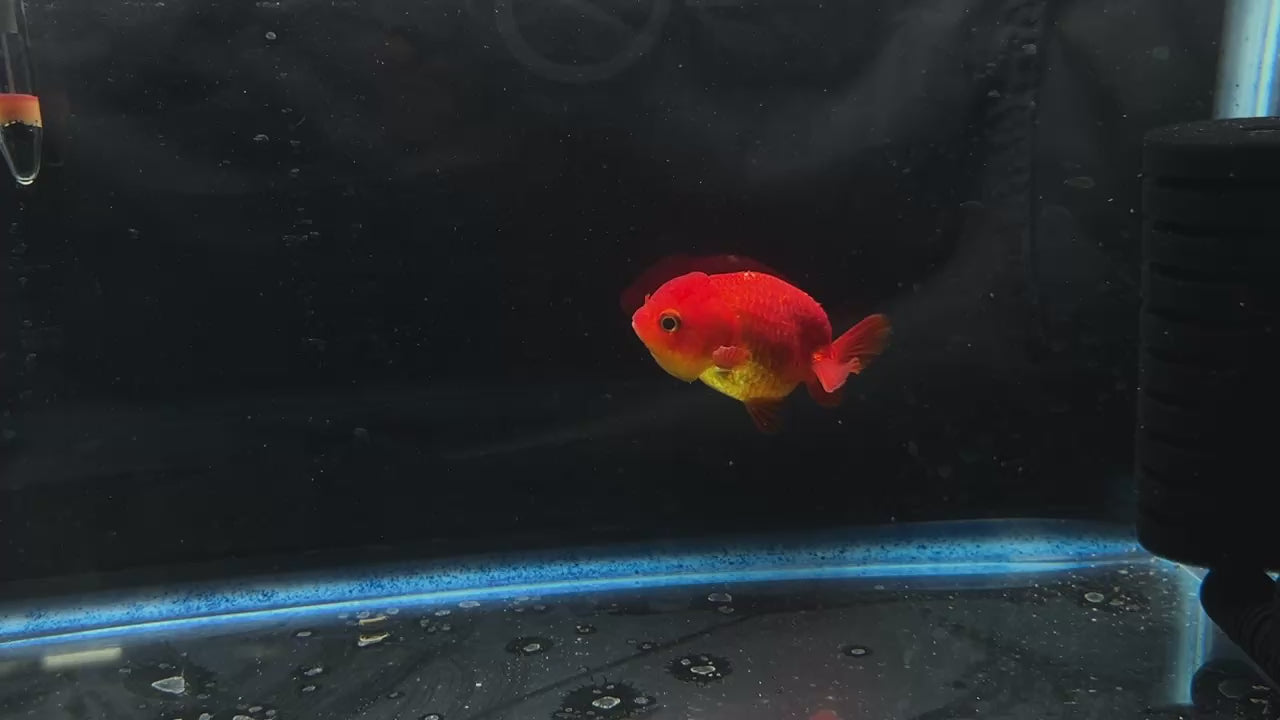 Thai Ranchu Lucky Super Red 2.5" Body 4 Months Female (JC-002)