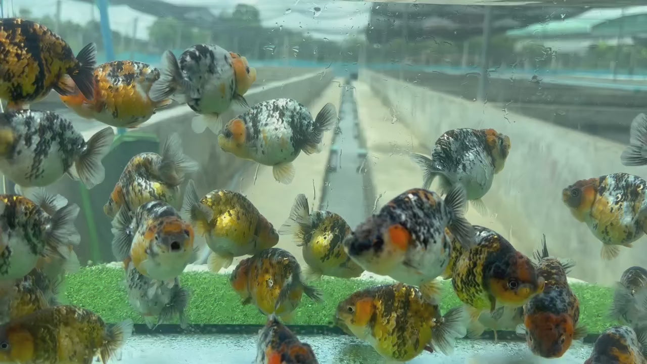 Live Fancy Goldfish Thai Ranchu Tiger Calico 2.5"-3.5" Body (OUR CHOICE)