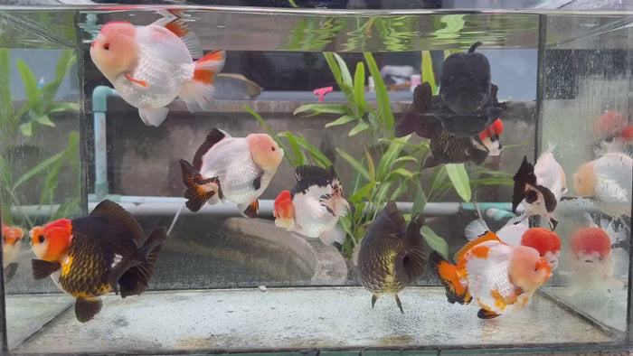 Yuan Bao Show Grade Collection | Yuan Bao Goldfish for Sale – Garage ...