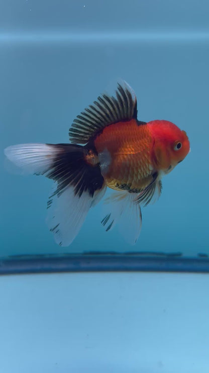 Live Premium Fancy Goldfish Thai Oranda Tri-Color 2” body  R1C03(JUS-004)