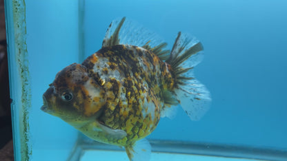 NK Thailand Thai Oranda Short Tail Tiger Calico 5” Body Male (JC-027) R1C4 (FREE 2 DAY SHIPPING)