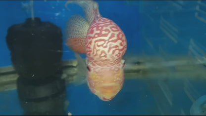 Live Freshwater Golden Base Kamfa 3"+ Male Flowerhorn by Snow X Breed Thailand (FH-001)