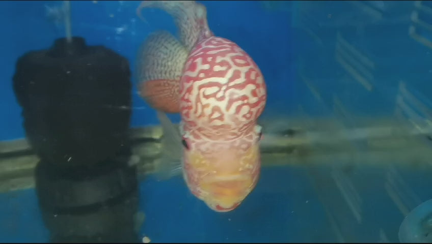 Live Freshwater Golden Base Kamfa 3"+ Male Flowerhorn by Snow X Breed Thailand (FH-001)