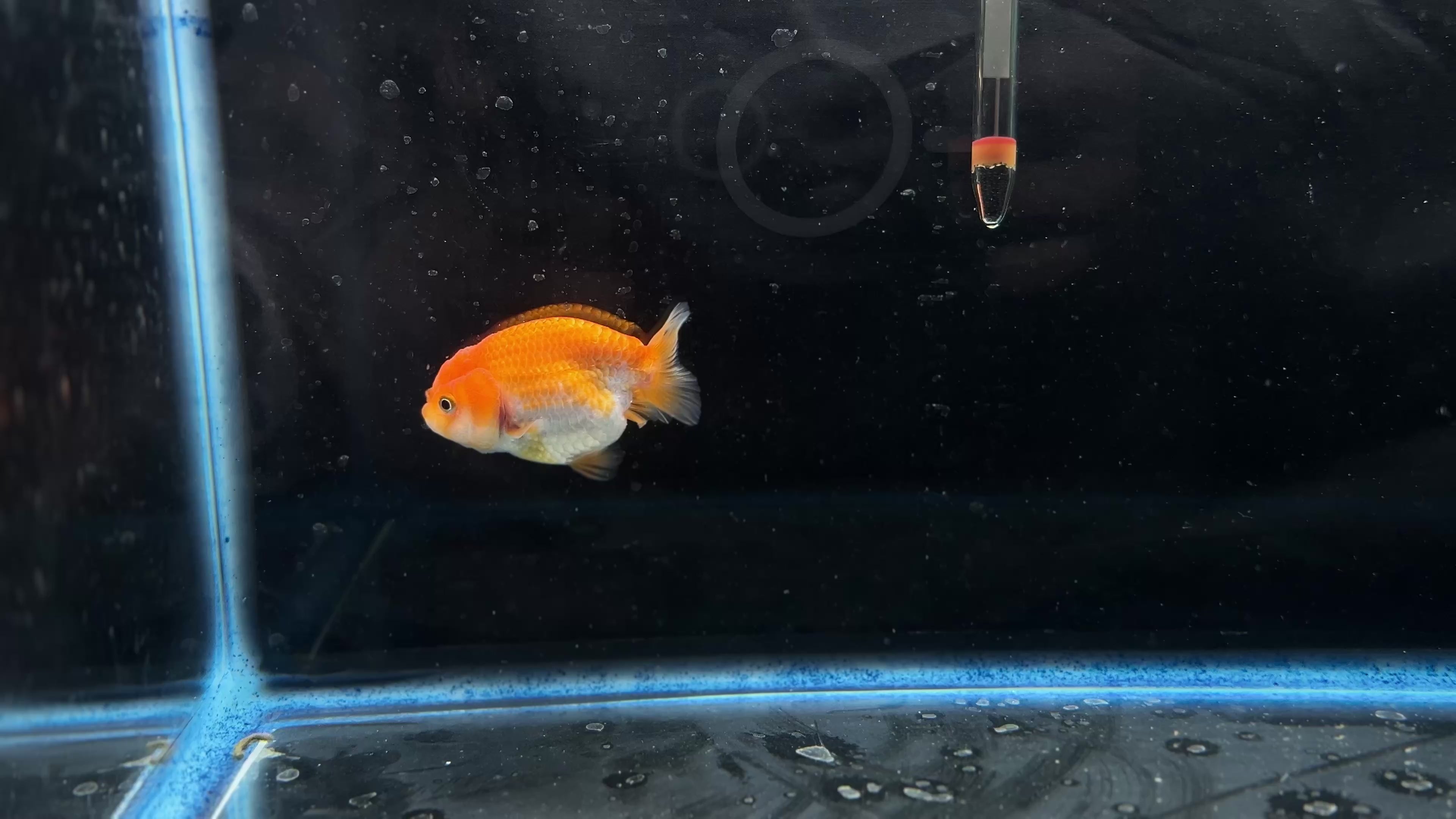 Thai Ranchu Red & White Female 2.5” Body 4 Months(JC-004)