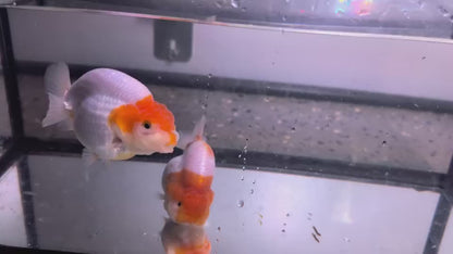 AA Grade Thai Ranchu Red & White 3.5” Body Female 7 Months (R3001)