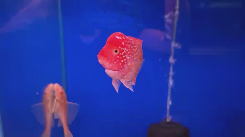 Golden Base Flowerhorn PREMIUM (Direct From Farm)