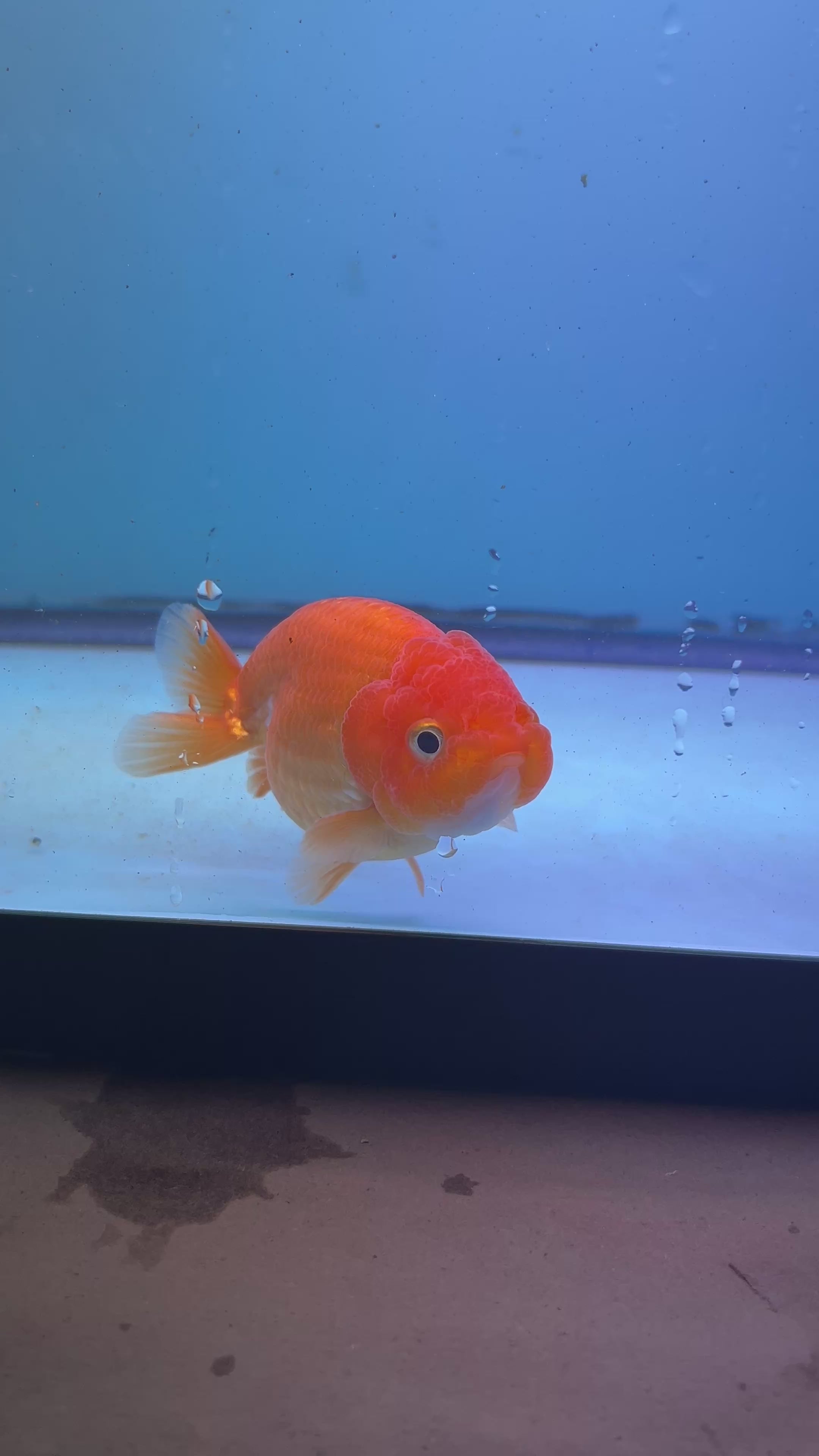 Live Premium Fancy Goldfish Thai Ranchu Red 3" Body (JC-088) R1C01