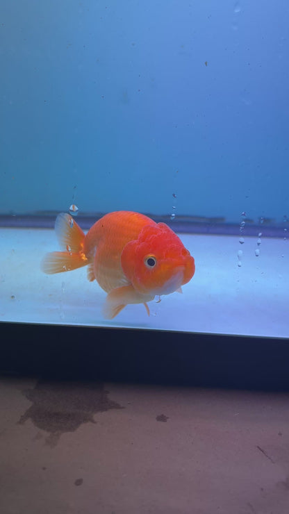 Live Premium Fancy Goldfish Thai Ranchu Red 3" Body (JC-088) R1C01