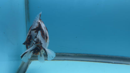 NK Thailand Thai Oranda Short Tail Tiger Calico 4” Body Female  (JC-029) R1C4 (FREE 2 DAY SHIPPING)