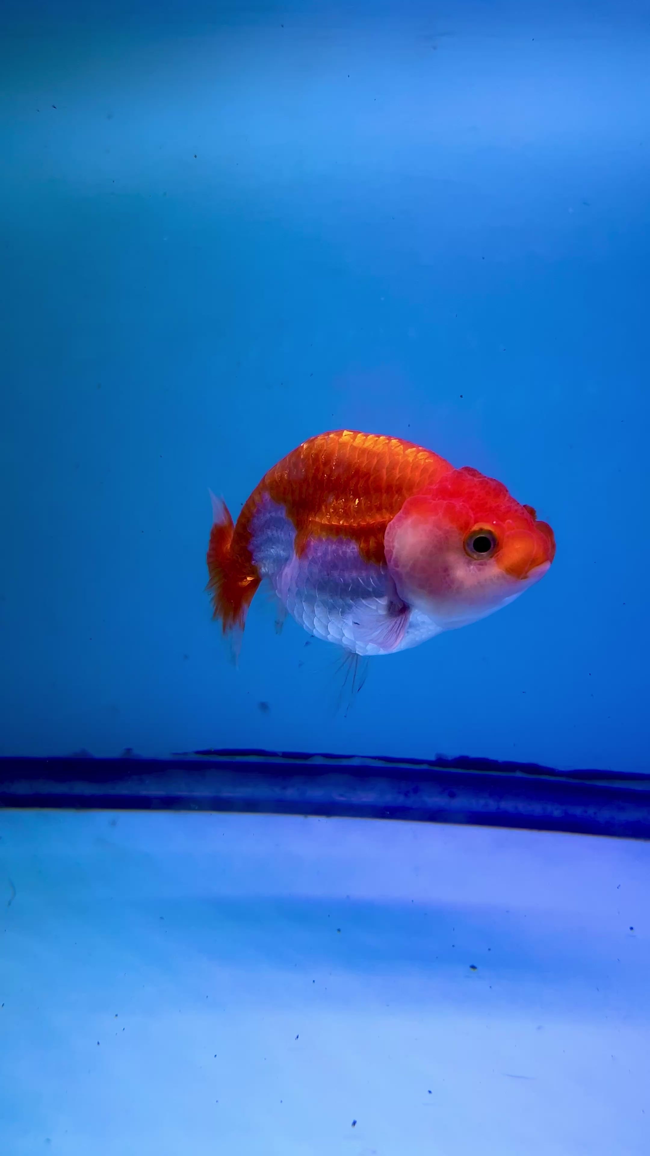 Live Premium Fancy Goldfish Thai Ranchu Red & White 3" Body 6 Months (JC-103) R1C03