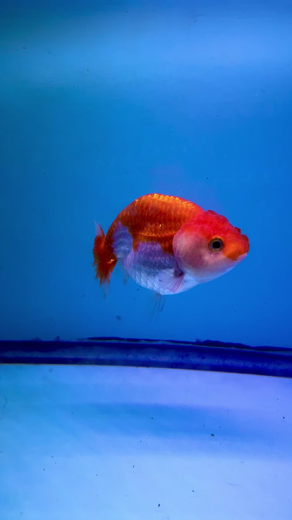 Live Premium Fancy Goldfish Thai Ranchu Red & White 3" Body 6 Months (JC-103) R1C03