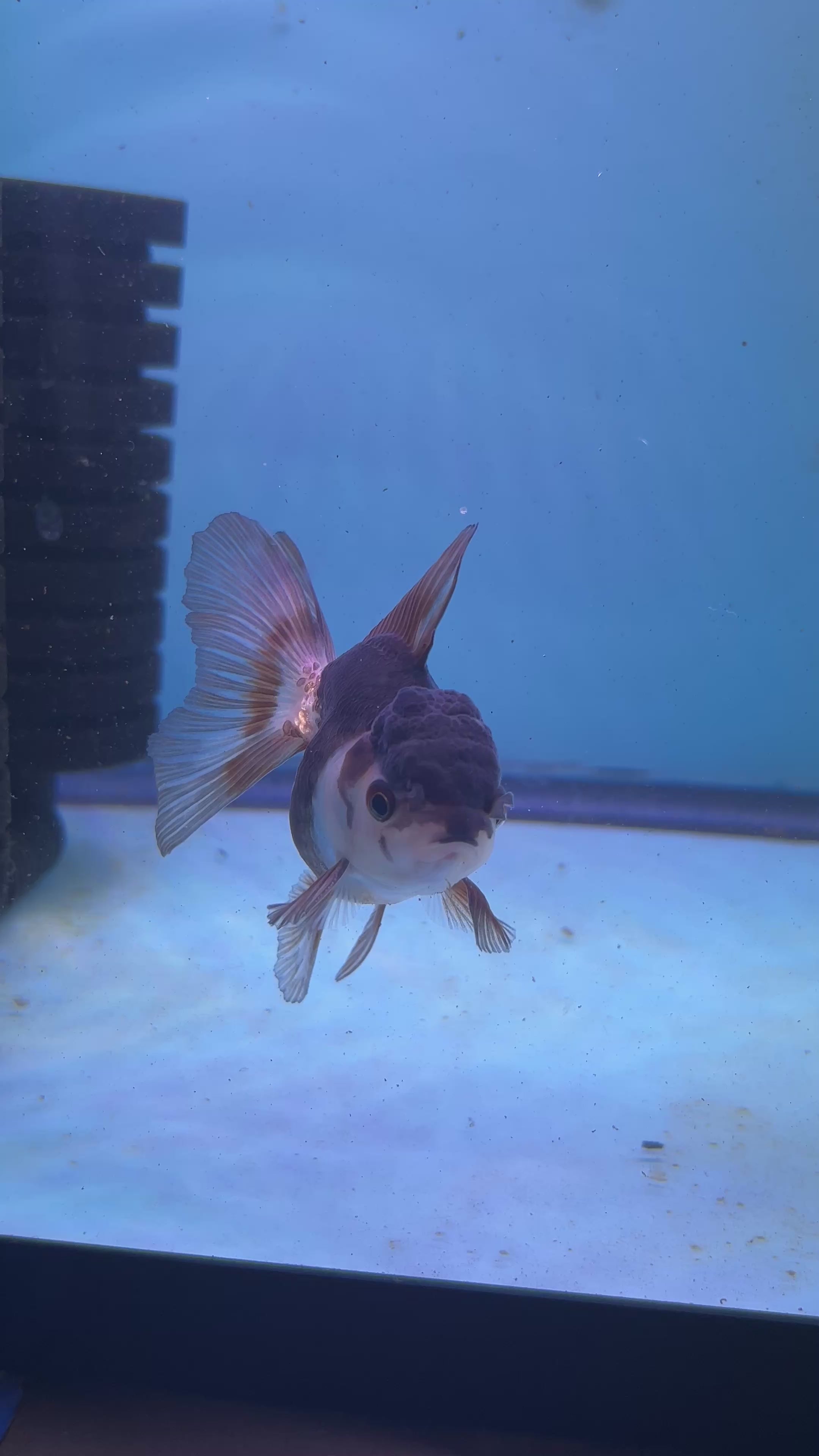 Live Premium Fancy Goldfish Thai Oranda Panda 2.5" Body (JC-082) R1C02