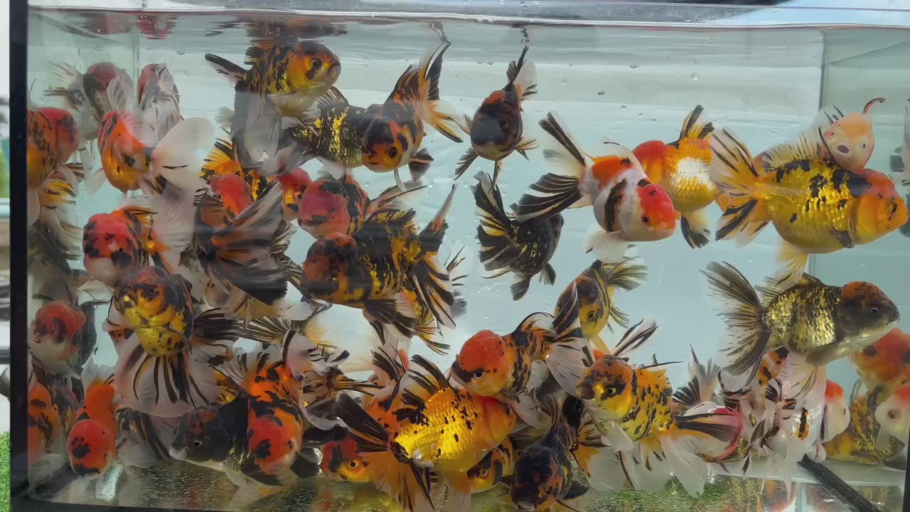 Live Fancy Goldfish Premium Thai Oranda Tiger Pattern (Our Choice)