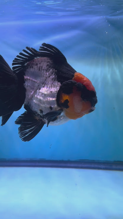 Live Premium Fancy Goldfish Thai Yuanbao Oranda Tri-Color Giant Breed Short-Tail Male 3.5” Body 8 Months (JC-079)