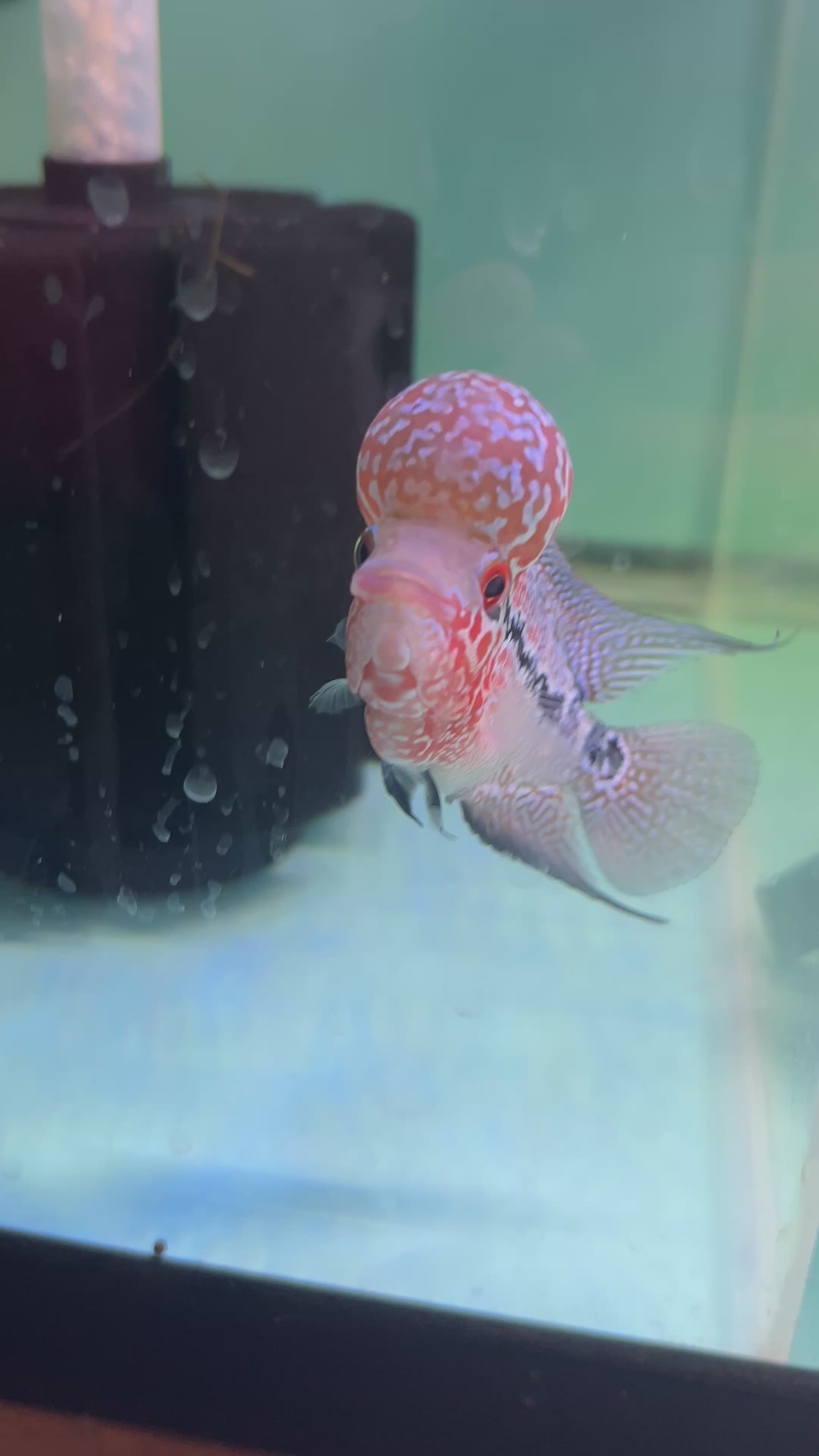 F1 Super Red Dragon Flowerhorn MALE 2" inch King Kamfa BIG KOK (SRD-009) D25-1
