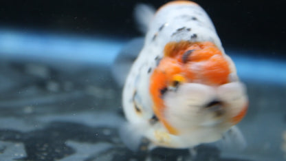 Grade AA Thai Ranchu Calico/Galaxy 3" Round Body Male 6 Months (C1005)