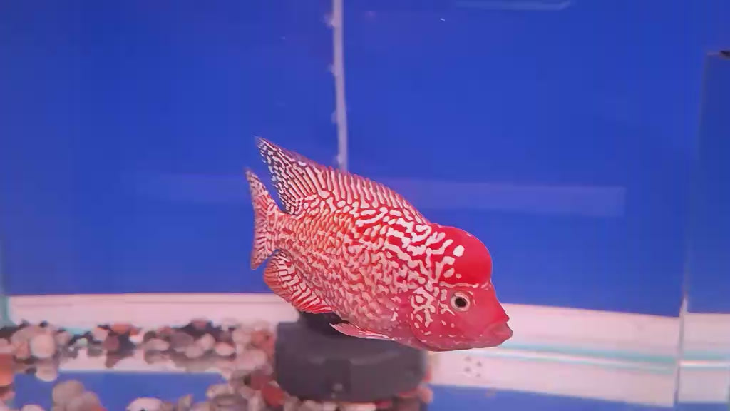 Golden Base Flowerhorn PREMIUM (Direct From Farm)