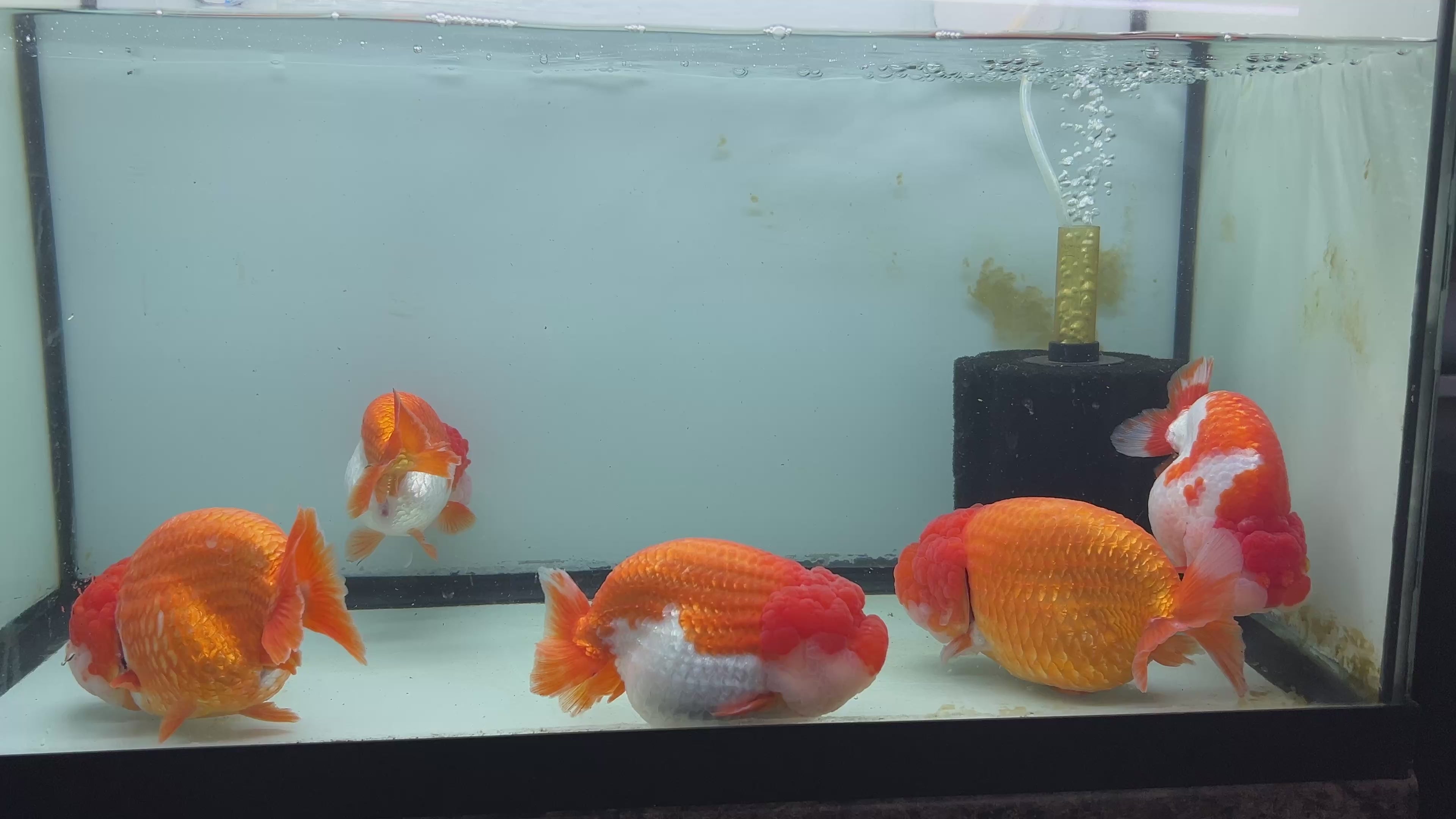 Live Premium Fancy Thai Jumbo Ranchu Full Lucky Red 4”-5” Body Size (Copy)