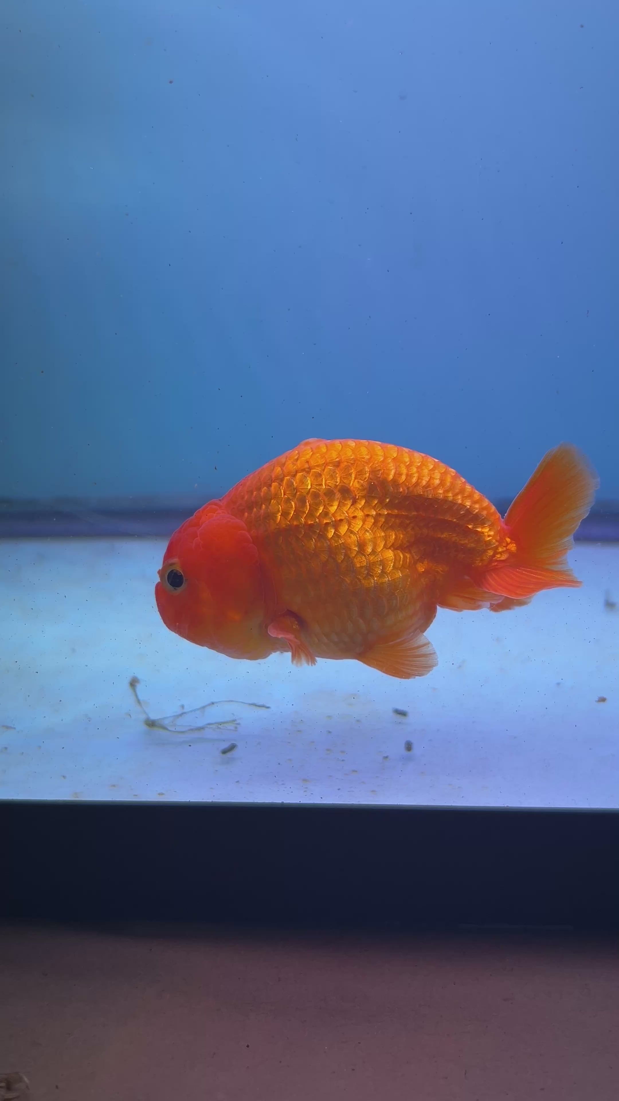 Live Premium Fancy Goldfish Thai Lionchu Red 3" Body (JC-087) R1C02
